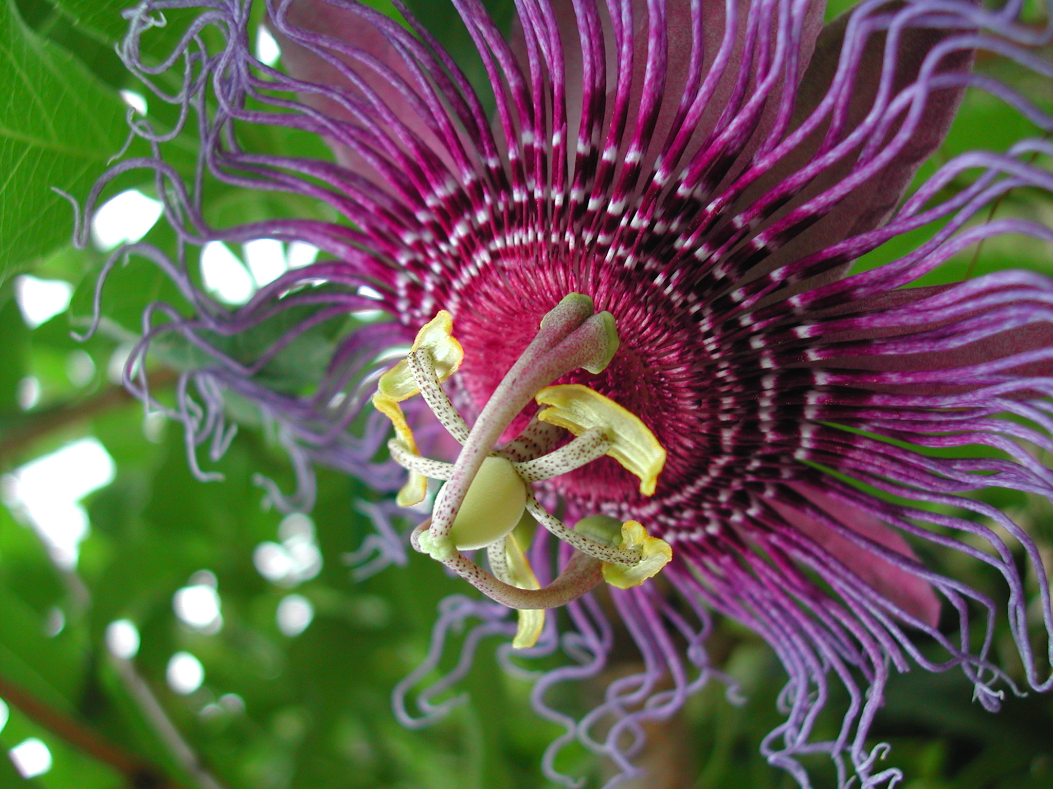 Passiflora