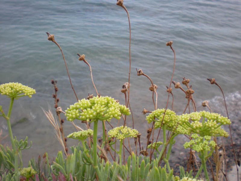 Foto con mare sullo sfondo e in primo piano finocchio di mare in fiore