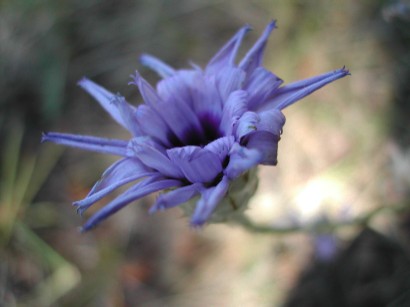 fotografia di un fiore blu