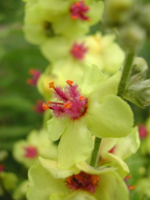 fotografia di un fiore giallo