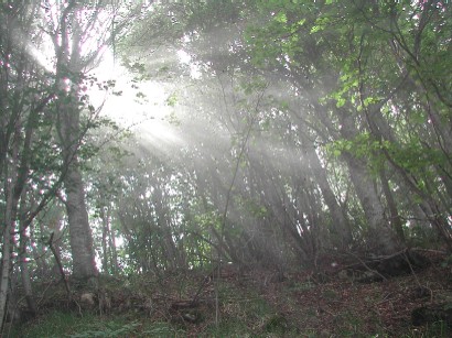 fotografia ddella faggeta di rezzo, imperia. Si vede il sole che filtra tra tronchi grigi e foglie verdi